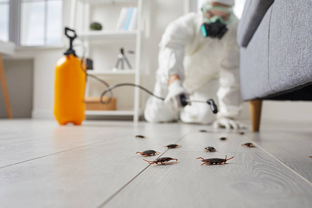 Commercial Kitchen Cockroach Control in Union Grove